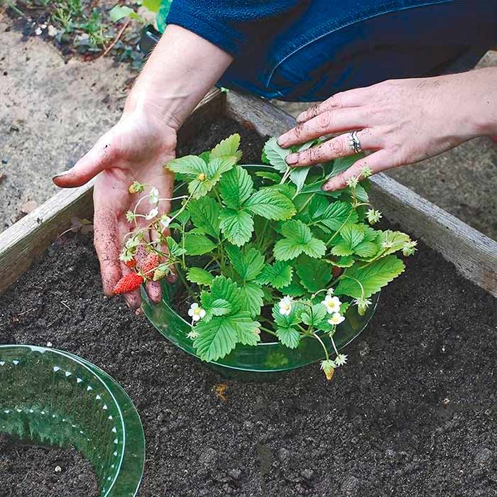 LettuceProtect, ochrana pre šalát a iné plodiny (10 kusov) - Image 8