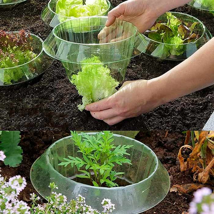 LettuceProtect, ochrana pre šalát a iné plodiny (10 kusov) - Image 9