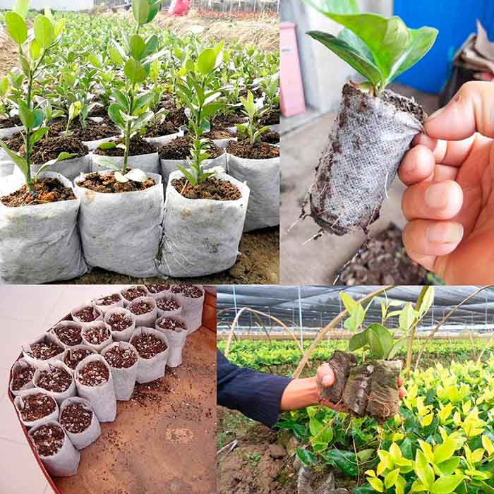 SeedBags, biodegradovateľné vrecúška na sadenie a pestovanie rastlín (100 ks) - Image 5