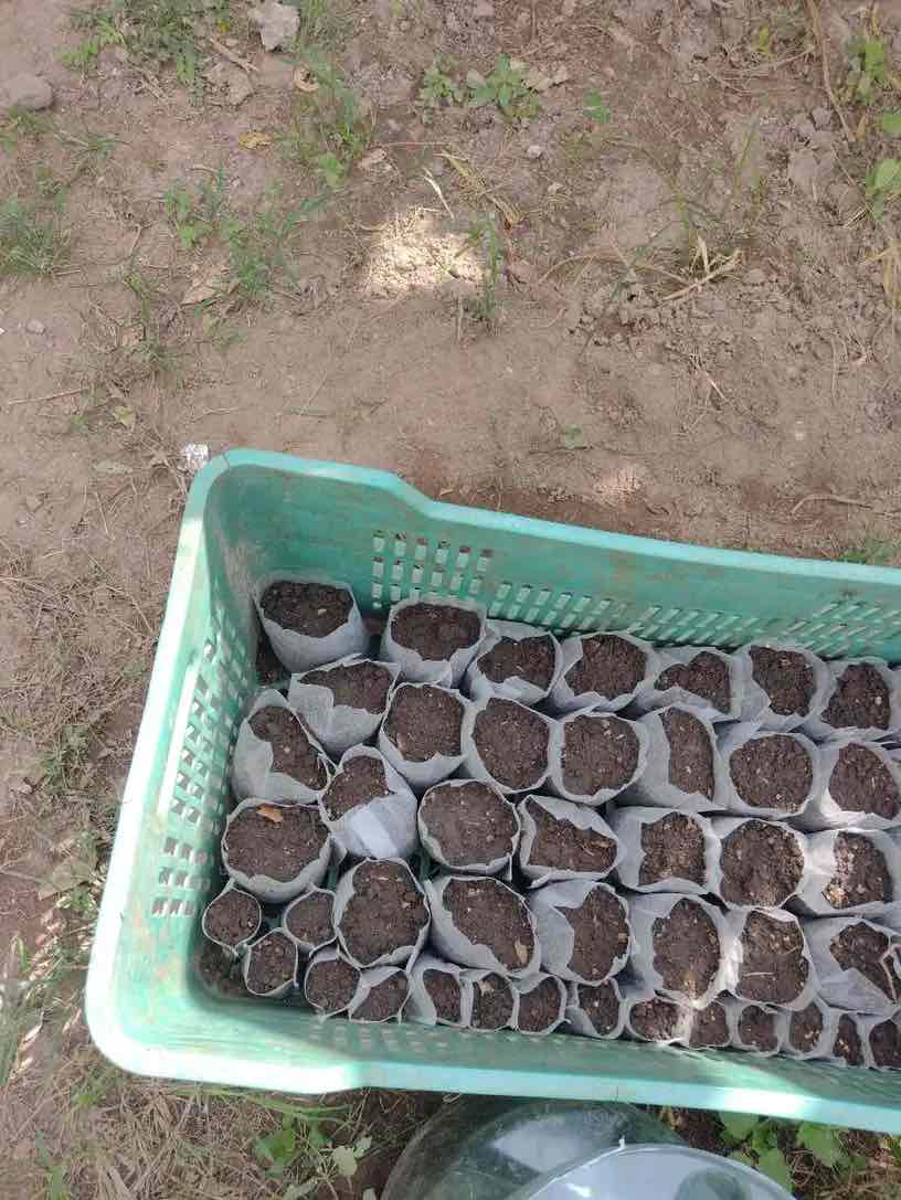 SeedBags, biodegradovateľné vrecúška na sadenie a pestovanie rastlín (100 ks) - Image 10
