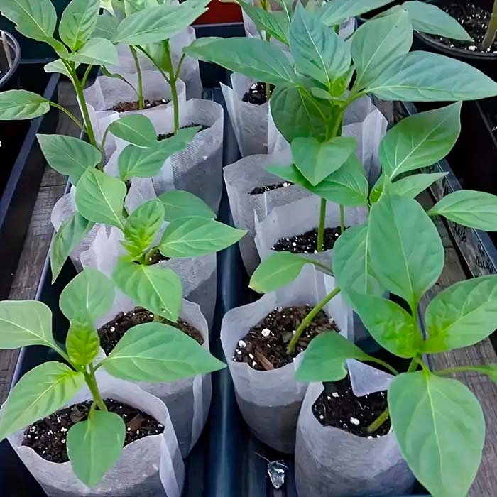 Biodegradovateľné vrecúška ponúkajú optimálne podmienky pre rast širokej škály sadeníc a iných rastlín!